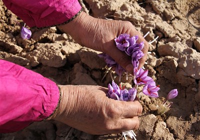 پايدار،غذايي،توسعه،فائو،زعفران،اهداف،پروژه،دستيابي،كشاورزي،مواد