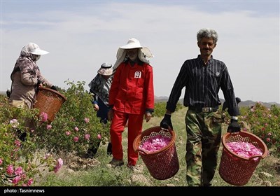 جشن شکرگزاری برداشت گل‌محمدی در شهرستان سربیشه