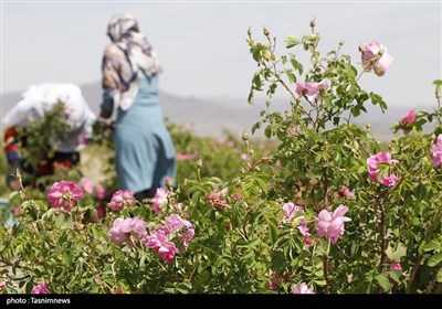 جشن شکرگزاری برداشت گل‌محمدی در شهرستان سربیشه