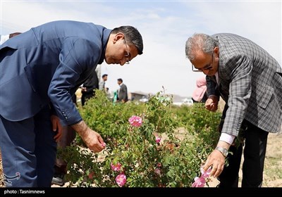 جشن شکرگزاری برداشت گل‌محمدی در شهرستان سربیشه