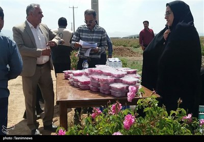 جشن شکرگزاری برداشت گل‌محمدی در شهرستان سربیشه