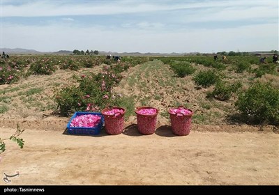 جشن شکرگزاری برداشت گل‌محمدی در شهرستان سربیشه