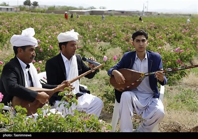 جشن شکرگزاری برداشت گل‌محمدی در شهرستان سربیشه