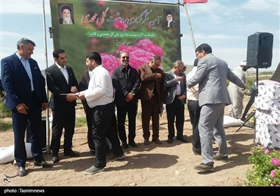 جشن شکرگزاری برداشت گل‌محمدی در شهرستان سربیشه