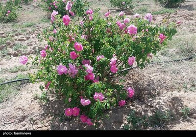 جشن شکرگزاری برداشت گل‌محمدی در شهرستان سربیشه