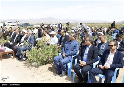 جشن شکرگزاری برداشت گل‌محمدی در شهرستان سربیشه