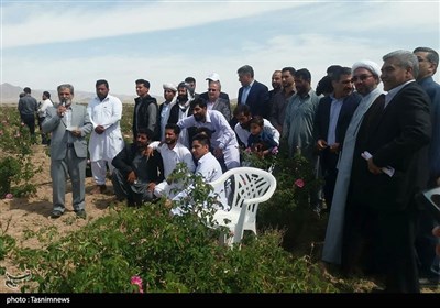 جشن شکرگزاری برداشت گل‌محمدی در شهرستان سربیشه