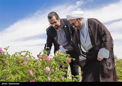 جشن شکرگزاری برداشت گل محمدی در شهرستان سربیشه- عکس صفحه است ...