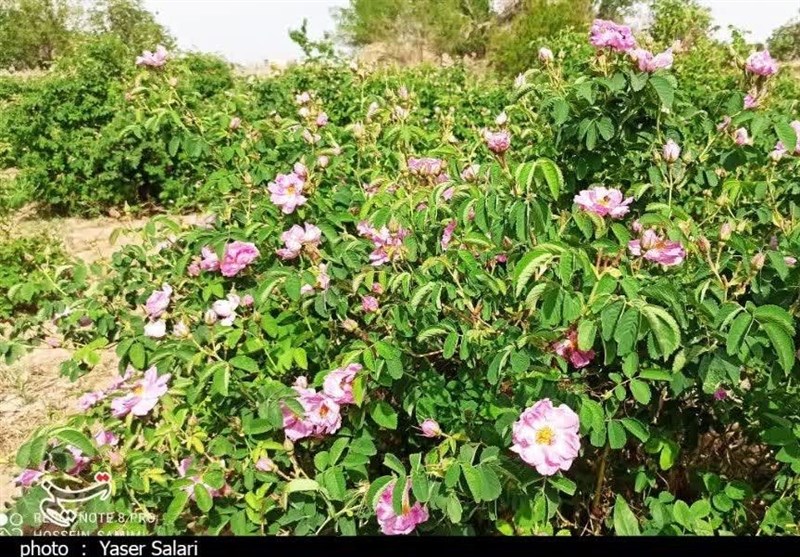 پیش‌بینی برداشت 140 تن گل محمدی از باغات گناباد