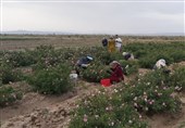 پیش‌بینی برداشت 69تن گل محمدی از گلستان‌های نیشابور