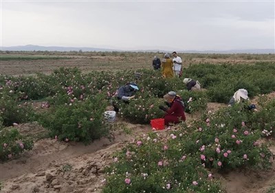 شهرستان،گل،محمدي،هكتار،برداشت،تن،نيشابور،توليد،مباركي،غنچه،م ...