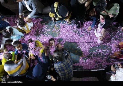 برگزاری آیین ملی گل غلتان در کاشان- عکس صفحه استان تسنیم