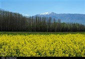 بیش از 5000 تن دانههای روغنی از کشاورزان کرمانشاهی خریداری شده است