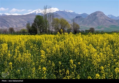 پیش‌بینی برداشت بیش از 14 هزارتن محصول کلزا در استان اردبیل