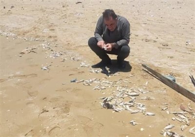 آثار آلودگی در تلفات ماهیان تلف‌شده گناوه مشاهده نشد