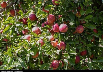 استان،سيب،درختي،احمدزاده،ارقام