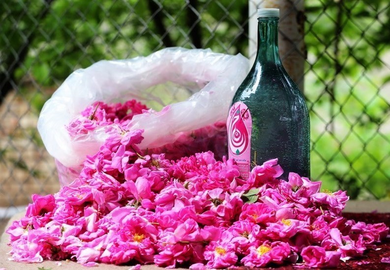 صادرات گلاب لرستان به عراق/ تولید 4تن گل محمدی در هر هکتار