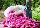 صادرات گلاب لرستان به عراق/ تولید 4تن گل محمدی در هر هکتار