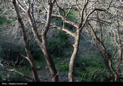 طبیعت بهاری دره خان ارومیه
