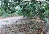 خسارت سیل، تگرگ و باران به 4هزار هکتار از به مزارع بردسکن