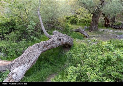 Весенняя природа Ирана - город Урмия