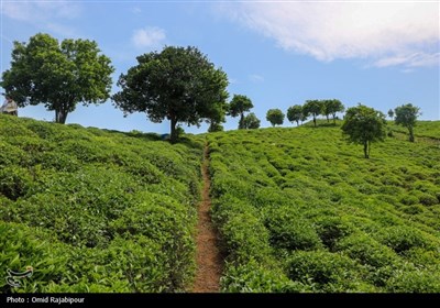 برداشت چای بهاره باغات املش - گیلان