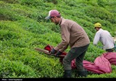 خرید 84 هزار تن برگ سبز چای از چایکاران