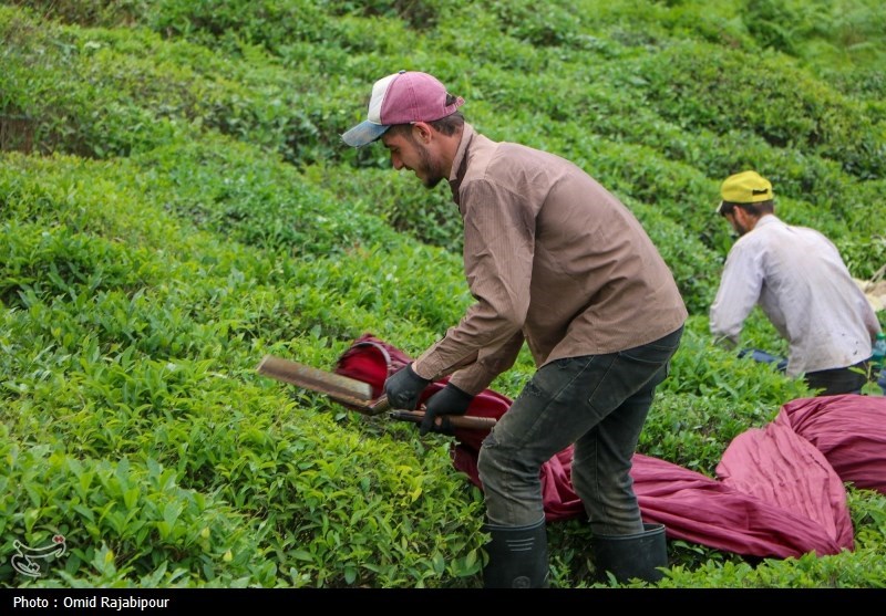 خرید 84 هزار تن برگ سبز چای از چایکاران