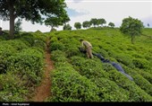 معاون وزیر جهاد: سال طلایی چای در راه است