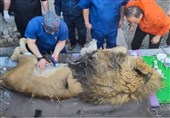 شیر باغ وحش مشهد به علت بیماری مزمن گوارشی تلف شد