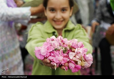 جشنواره گل و گلاب در محلات