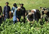 ازسرگیری تخریب گسترده مزارع خشخاش در بدخشان