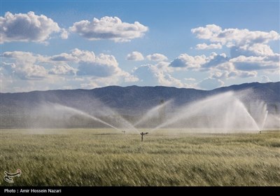 پایان باغداری سنتی با قلمک های مدرن گردو