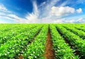 Agricultural Ministry Urges Iranians Living Abroad to Invest in Extraterritorial Cultivation