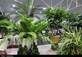 برپایی هجدهمین نمایشگاه تخصصی گل و گیاهان دارویی در قزوین