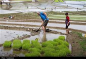 شاعرانههای نشاکاری در شالیزارهای شمال/از دل کوه تا قلب شالی