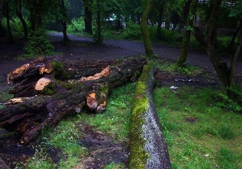 وجود 115 هزار متر مربع درخت شکسته و افتاده در جنگل‌های کشور