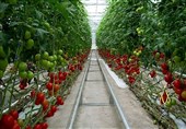 Iran’s Greenhouse Production Hits 4.3 mln Tons: Agriculture Minister