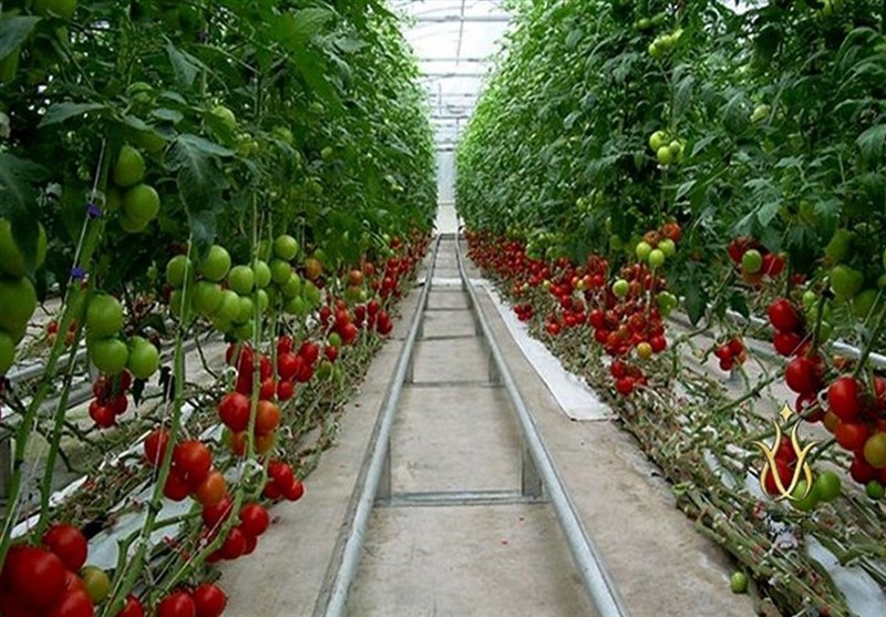 Iran’s Greenhouse Production Hits 4.3 mln Tons: Agriculture Minister