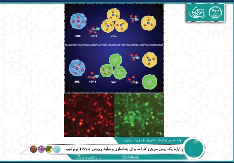 موفقیت ایران در درمان سرطان با ویروس