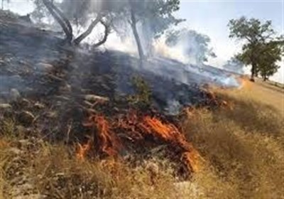 آتش‌ در 170 هکتار از جنگل‌های چگنی/ شناسایی مظنونان
