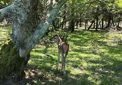 مازندران،نوشهر،انصاري،بازديد،نور،حفاظت،زيست،محيط