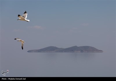 تخم گذاری و جوجه آوری پرندگان در جزایر پارک ملی دریاچه ارومیه