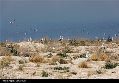 تخم گذاری و جوجه آوری پرندگان در جزایر پارک ملی دریاچه ارومیه