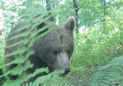 مشاهده خرس قهوه‌ای و شوکا در جنگل‌های هیرکانی گیلان + فیلم