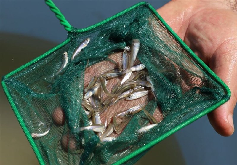 450 میلیون قطعه انواع بچه ماهی در 5 استان کشور رهاسازی شد