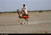 مسابقات شتردوانی در نصرتآباد یزد