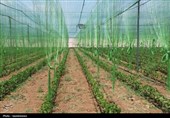 تخصیص 11 میلیارد برای اجرای پروژه‌های کشاورزی لرستان