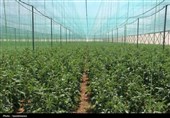 یزد در مسیر توسعه نوین کشاورزی و دامپروری