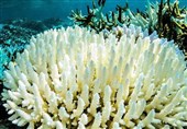 شناسایی زیستگاه جدید مرجان دریایی در خلیج‌ فارس